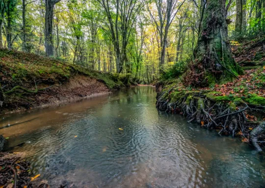 Gunubirlik Kiyikoy Igneada Longoz Ormanlari Turu 1