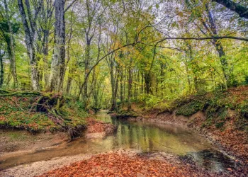 İğneada Edirne Kıyıköy Longoz Ormanları Turu