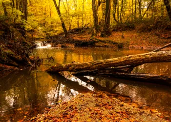 Günübirlik Kıyıköy İğneada Longoz Ormanları Turu