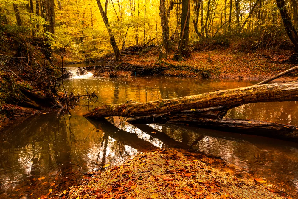 Kiyikoy Igneada Longoz Ormanlari Turu Gunubirlik